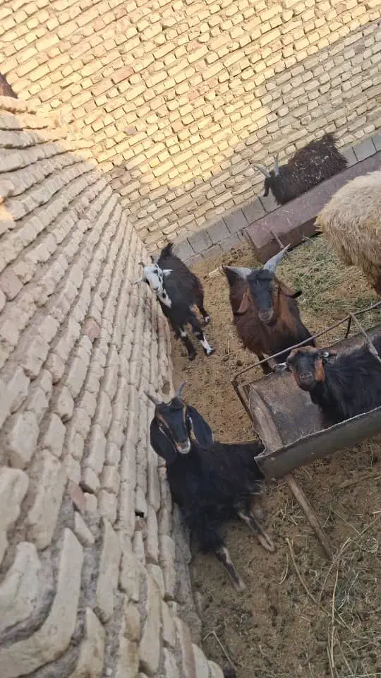 فروش 15عدد بر نره 40کلویی|حیوانات مزرعه|یزد, |دیوار