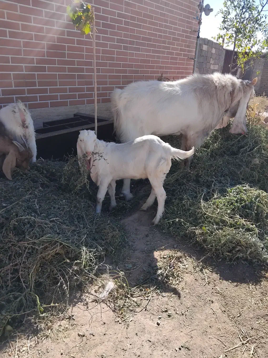 بزغاله نر گلابی اصیل|حیوانات مزرعه|تربت جام, شاهد|دیوار