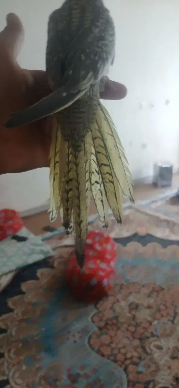 عروس هلندی|پرنده|کرج, شهرک سهرابیه|دیوار