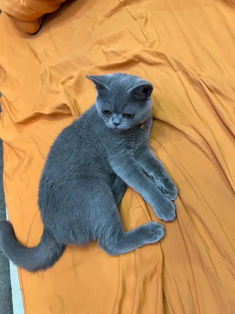 گربه بریتیش نه ماهه|گربه|اصفهان, بابوکان|دیوار