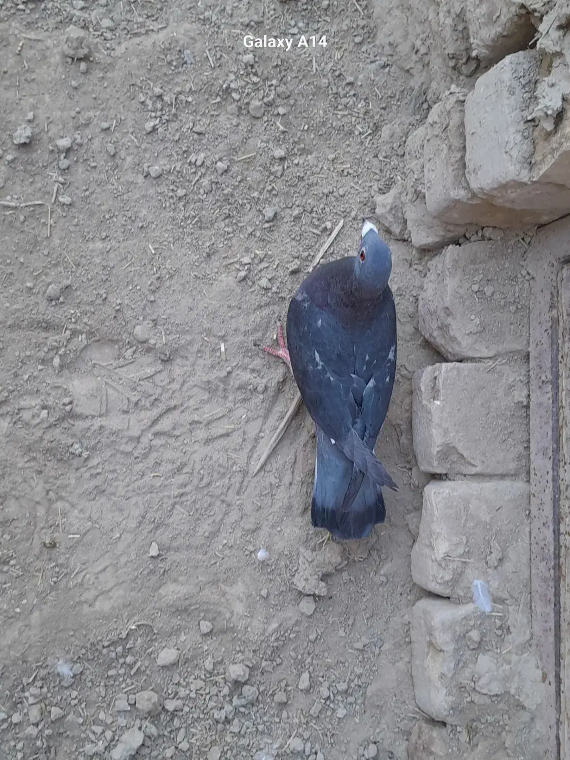 کبوتر چاپی|پرنده|هامون, |دیوار