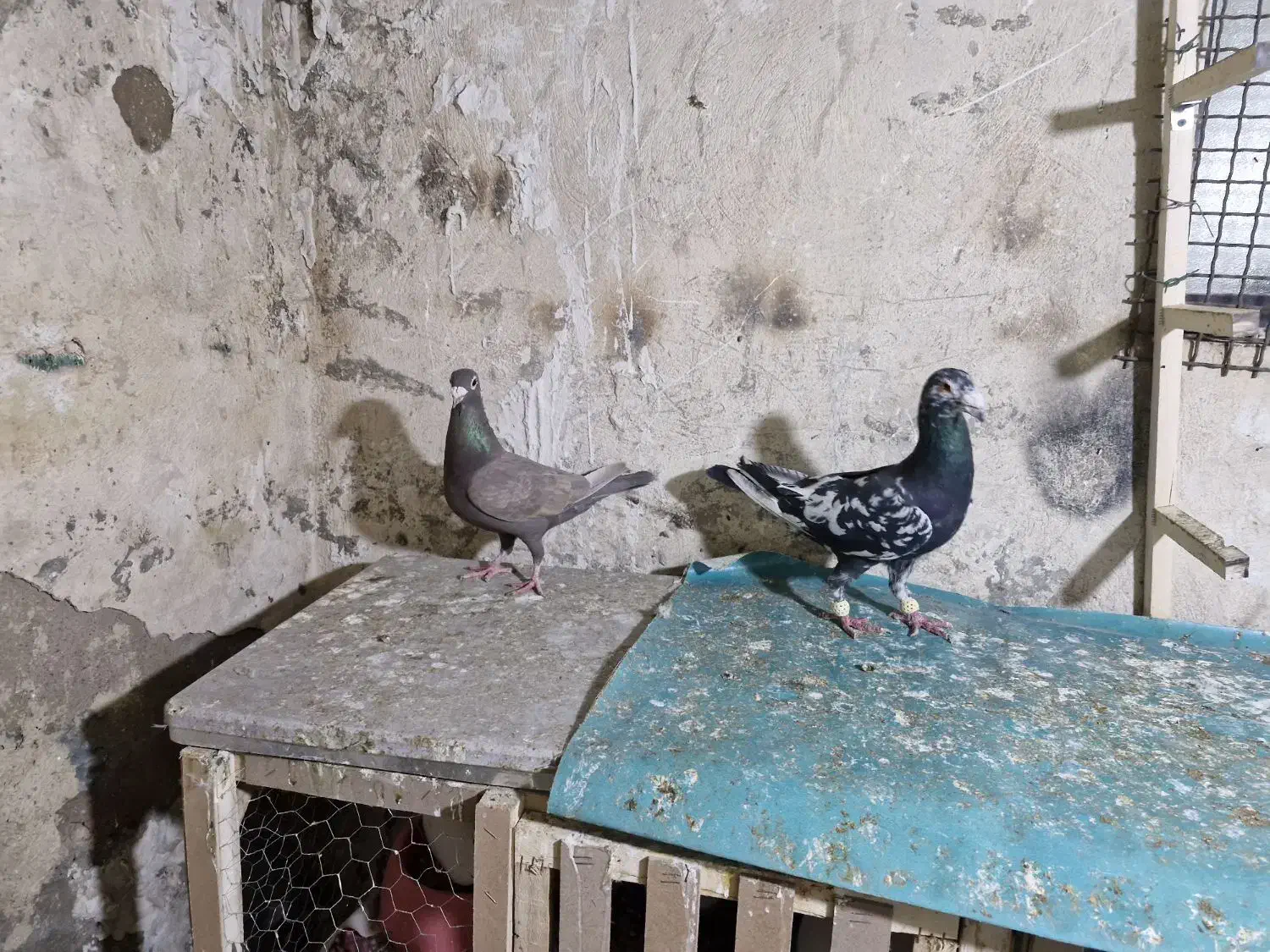 نروماده|حیوانات|شیراز, دارالرحمه|دیوار