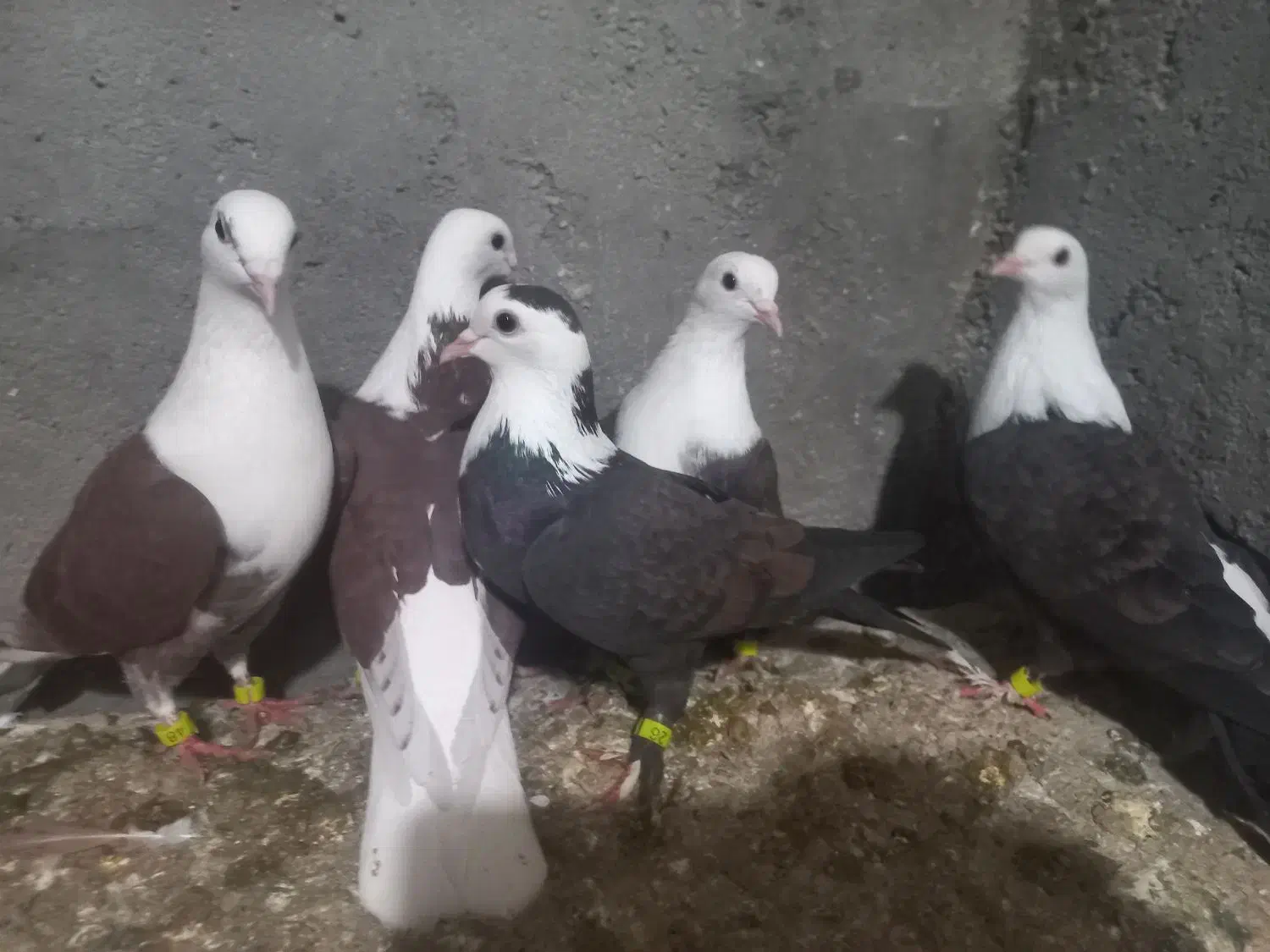 رنگه ۵ عدد جفت|پرنده|مشهد, فرخد|دیوار