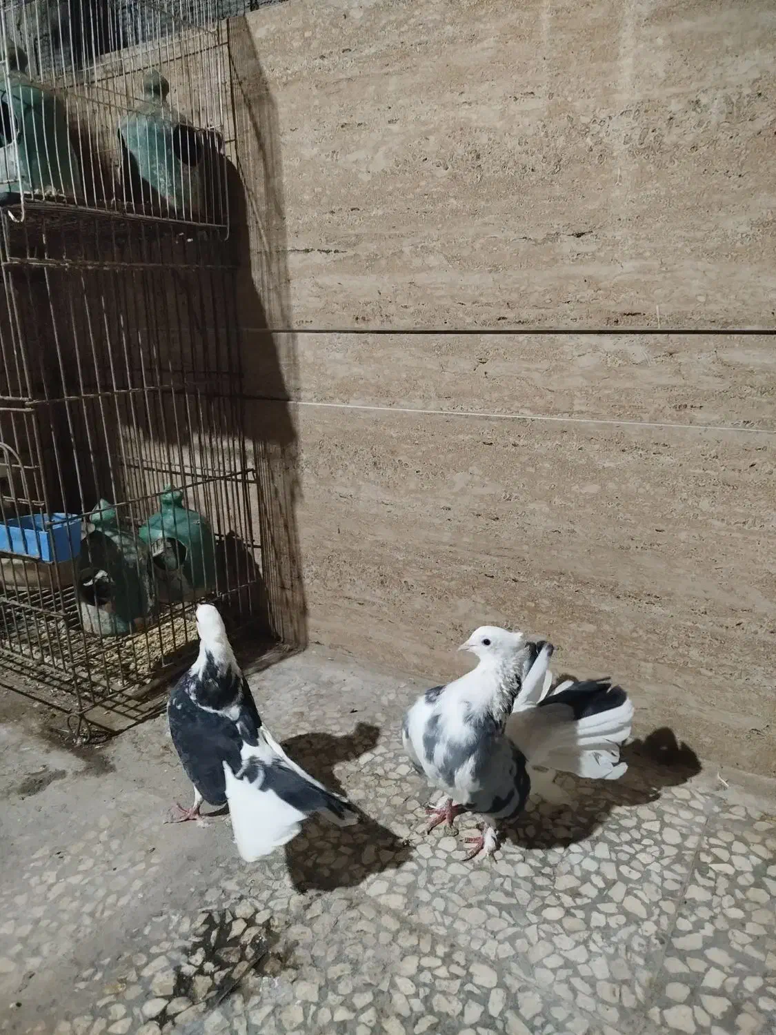 چتری|پرنده|آران و بیدگل, |دیوار