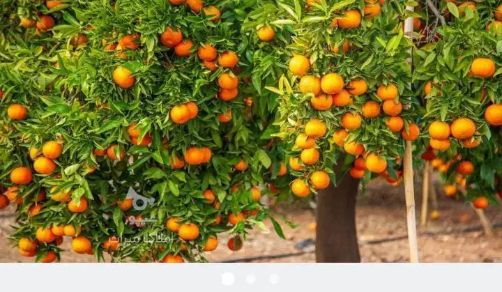 باسلام خدمت باغ داران عزیز پرتغال سردرختی‌|خوردنی و آشامیدنی|ارطه, |دیوار