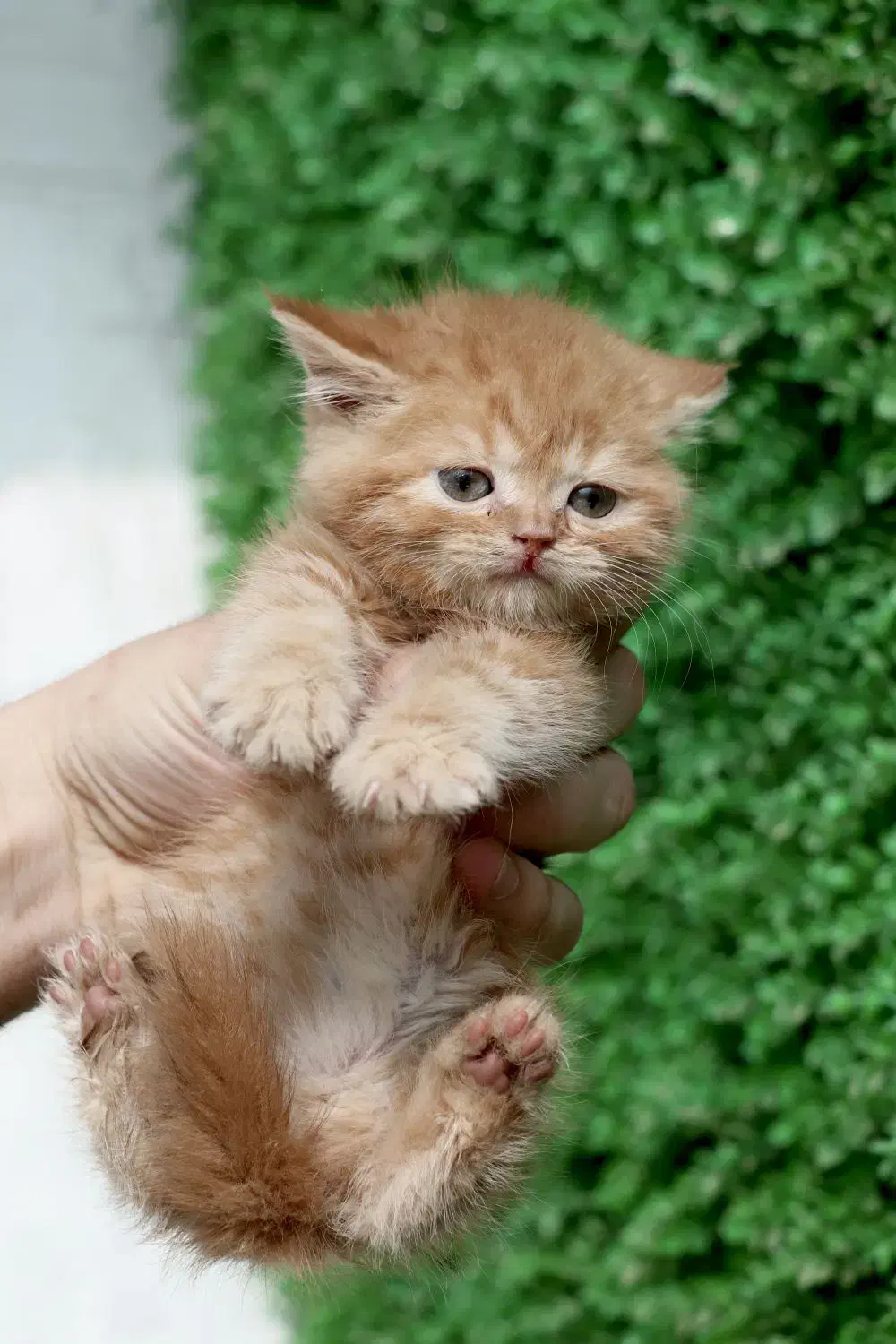 اسکاتیش تخفیفی|گربه|یزد, |دیوار