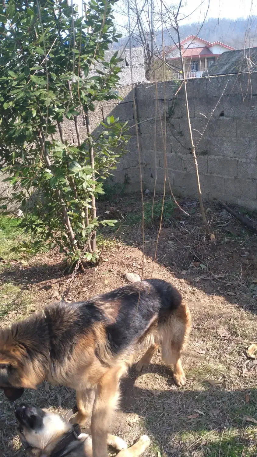 سگ ژرمن ماده|سگ|ماکلوان, |دیوار