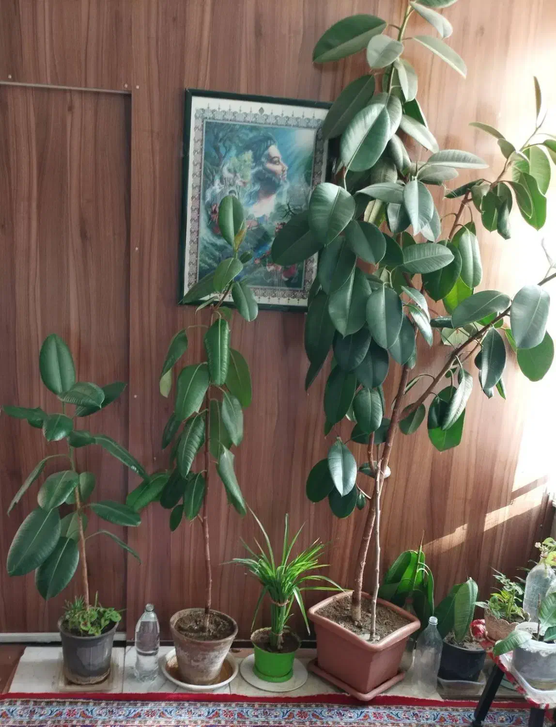 فروش 6 عدد گلدان فیکوس|گل و گیاه طبیعی|فردیس, فردیس|دیوار