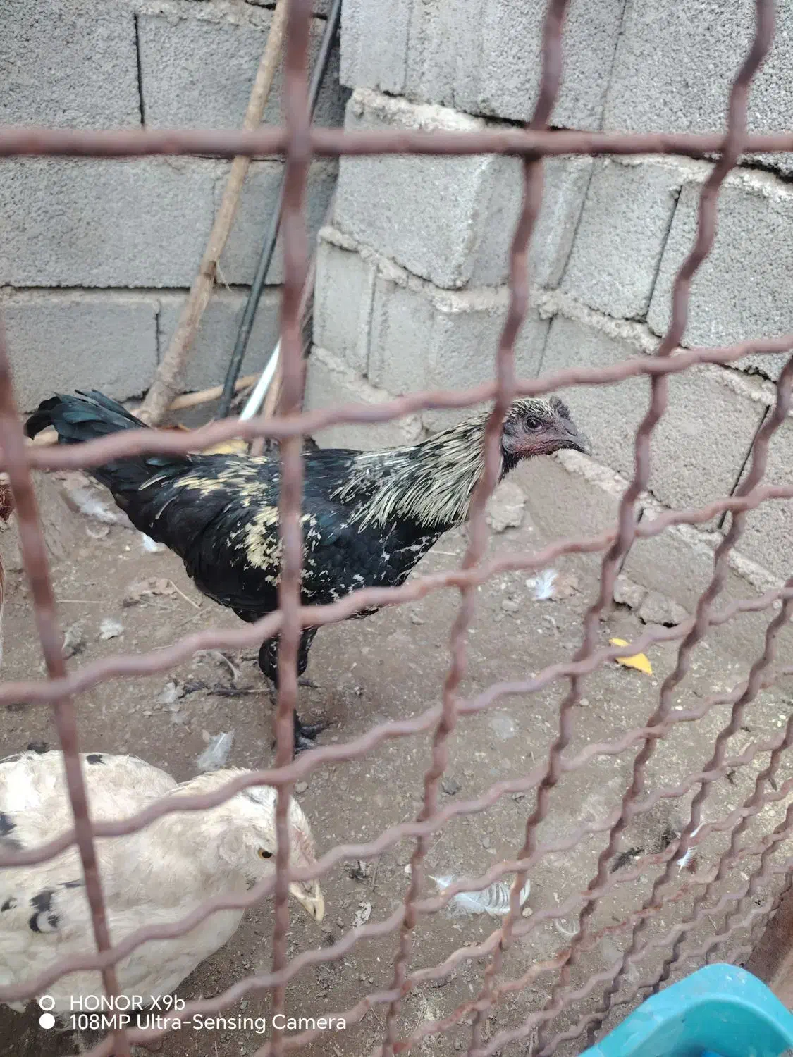 خروس جوان( بچه خروز)|حیوانات مزرعه|مرند, |دیوار