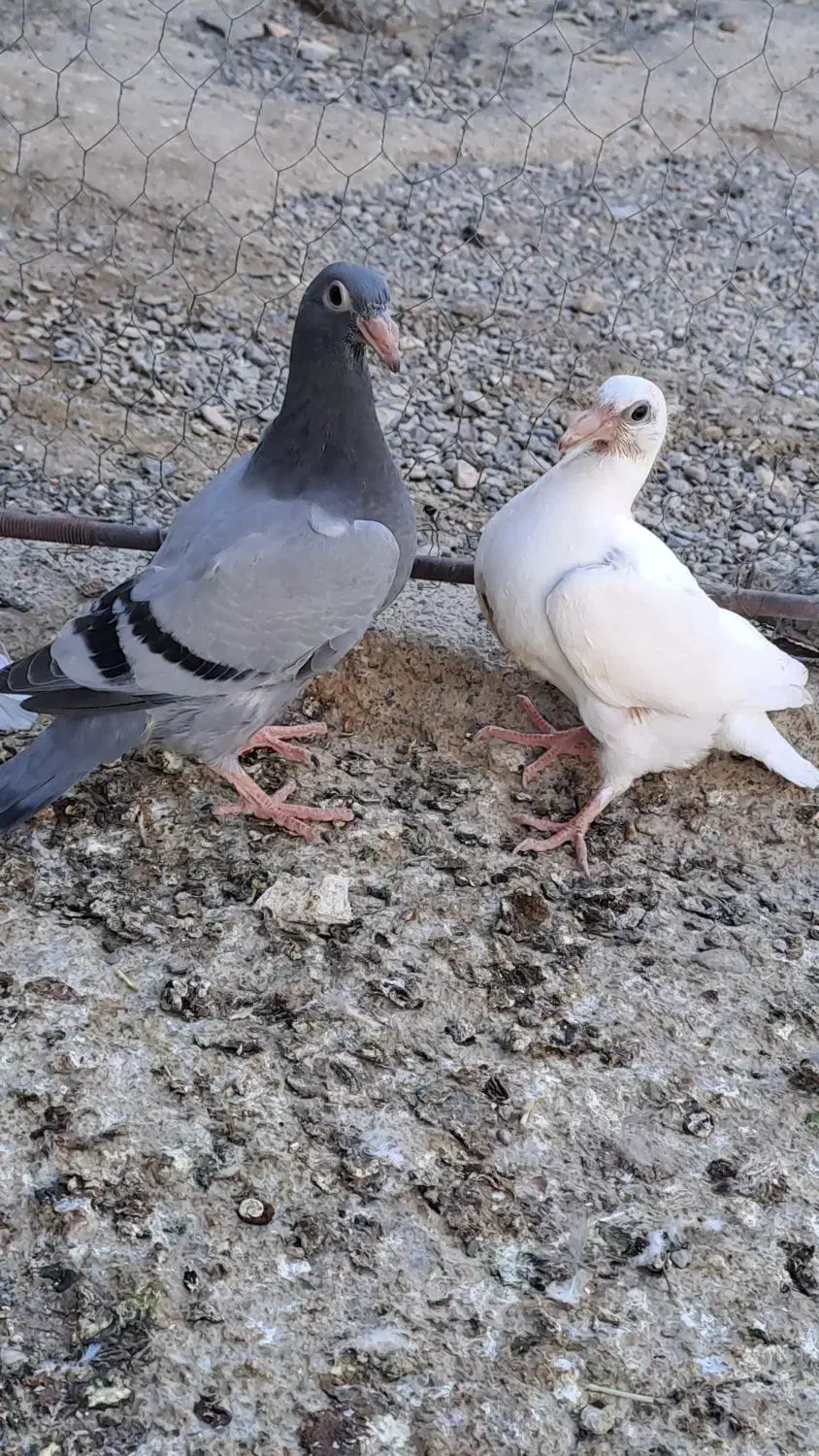 کبوتر ساروسبز|پرنده|زابل, |دیوار