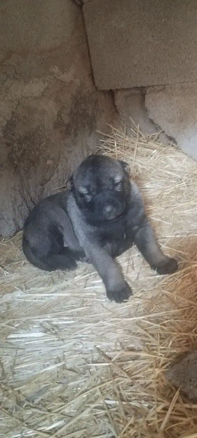 حیوان واگذاری|سگ|سراب, |دیوار