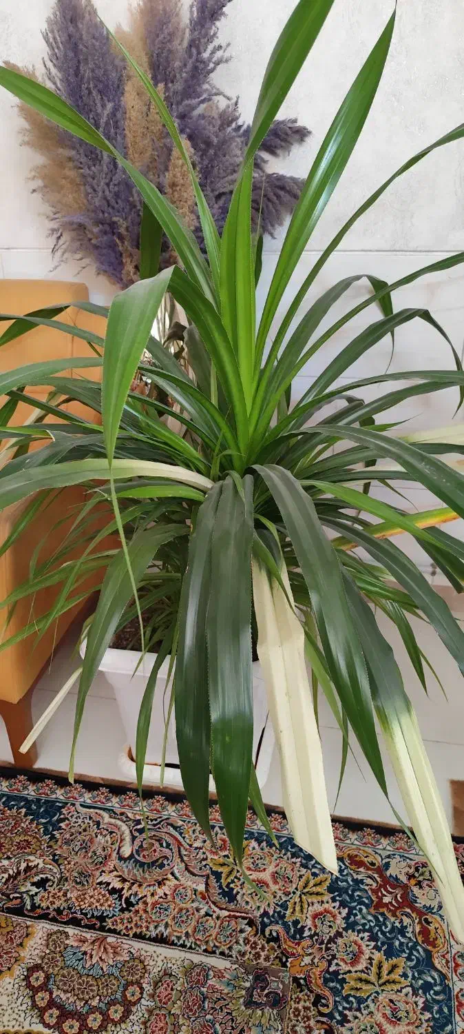 گل آپارتمانی|گل و گیاه طبیعی|شیراز, شهرک والفجر|دیوار