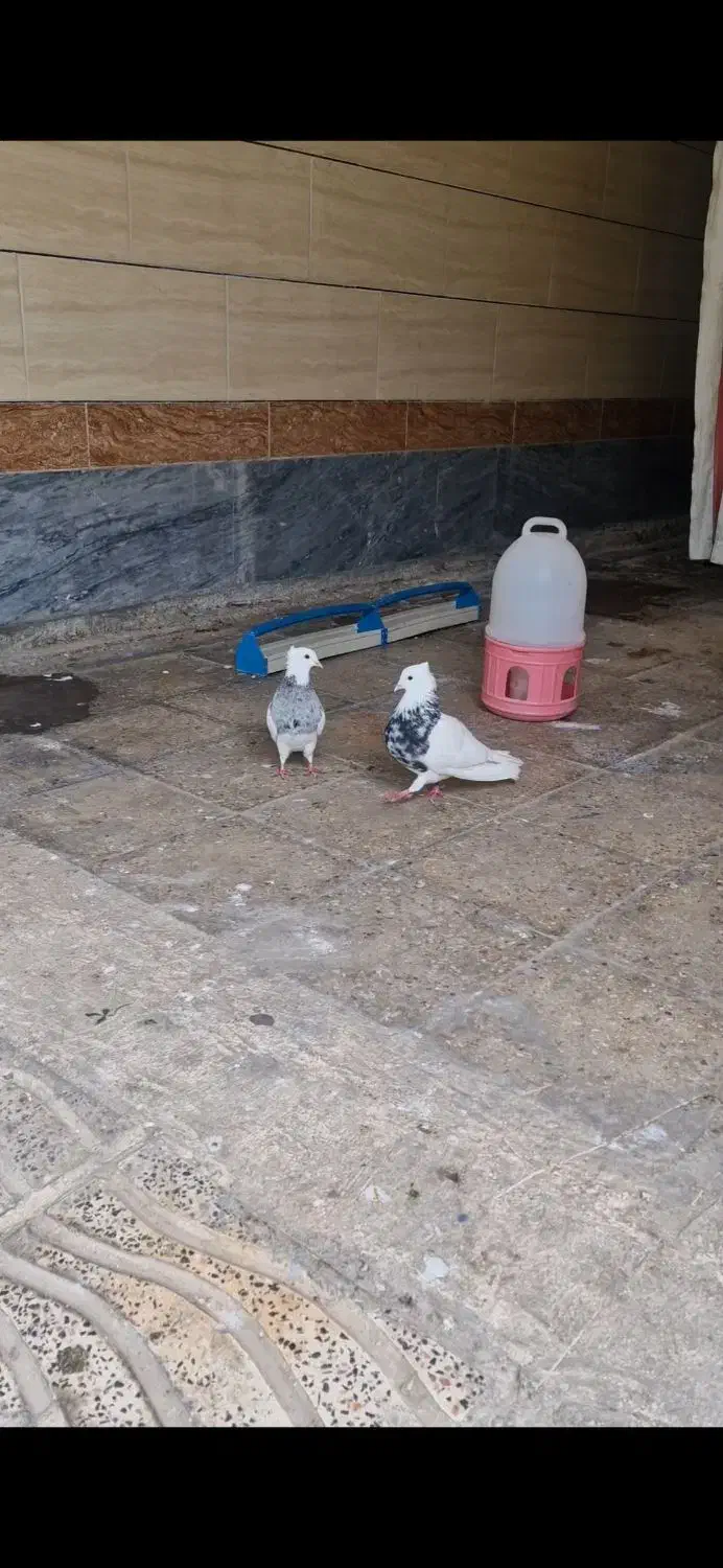 طوقی|حیوانات|ایذه, |دیوار