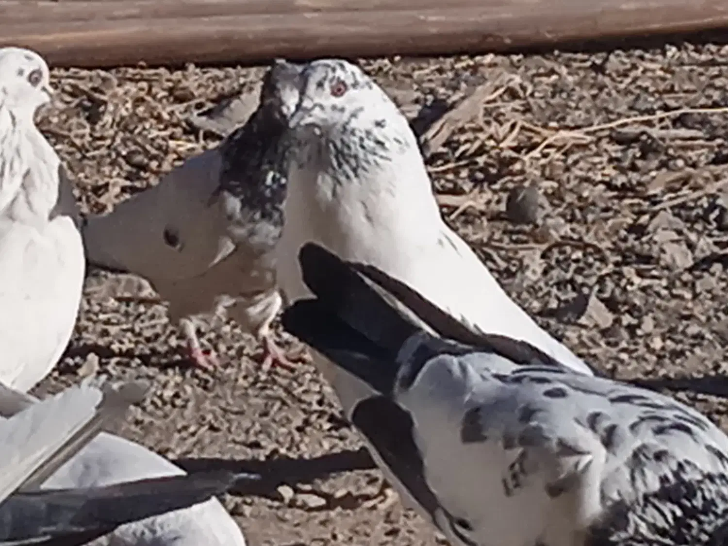 سلام تعدادی کبوتر|پرنده|بافت, |دیوار