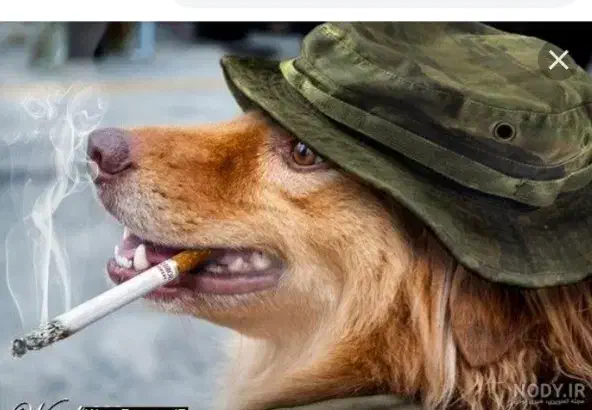 4عدد سگ معاوضه|سگ|شیراز, سعدیه شمالی|دیوار