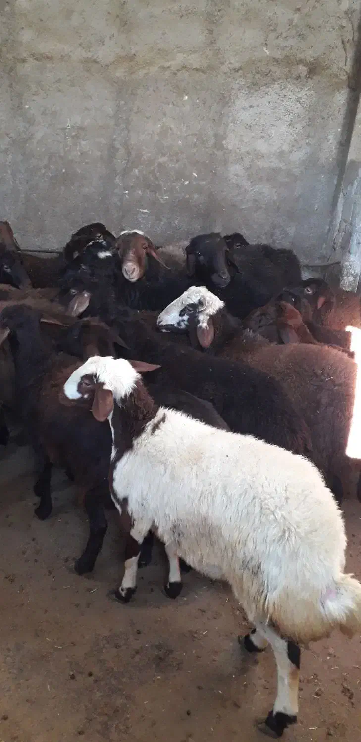 ۱۵راس بره نرقزل چاق گوشتی|حیوانات مزرعه|کوراییم, |دیوار