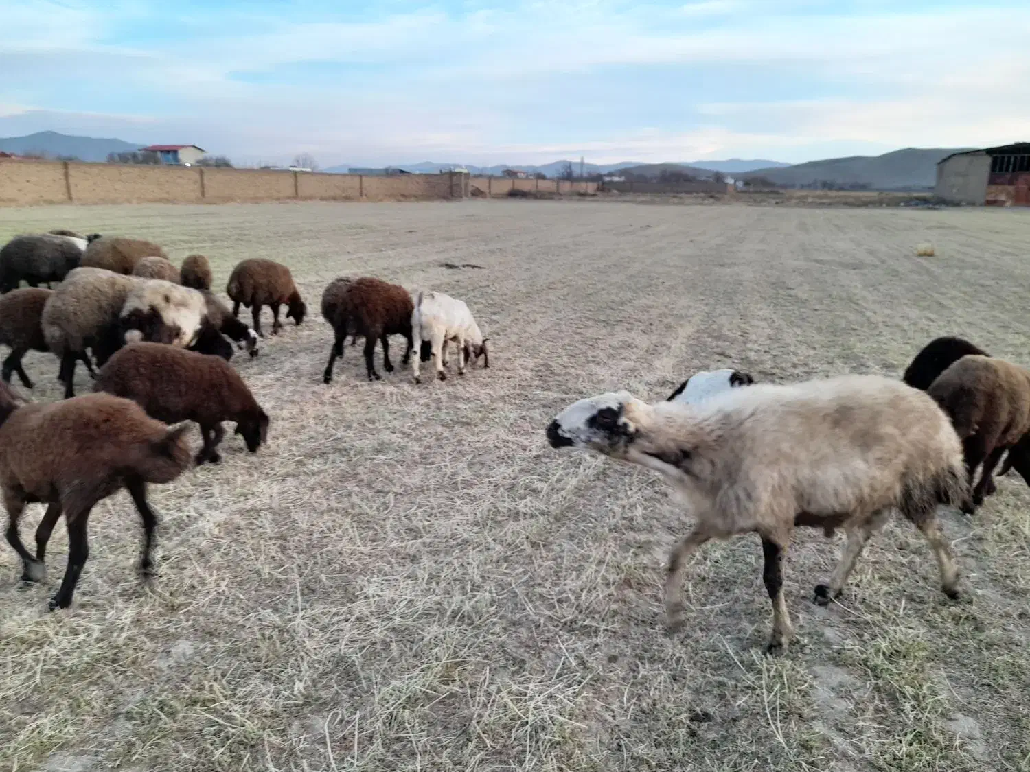 قوچ ،میش‌ بره بز بزغاله بره نر بره ماده|حیوانات مزرعه|ملایر, |دیوار