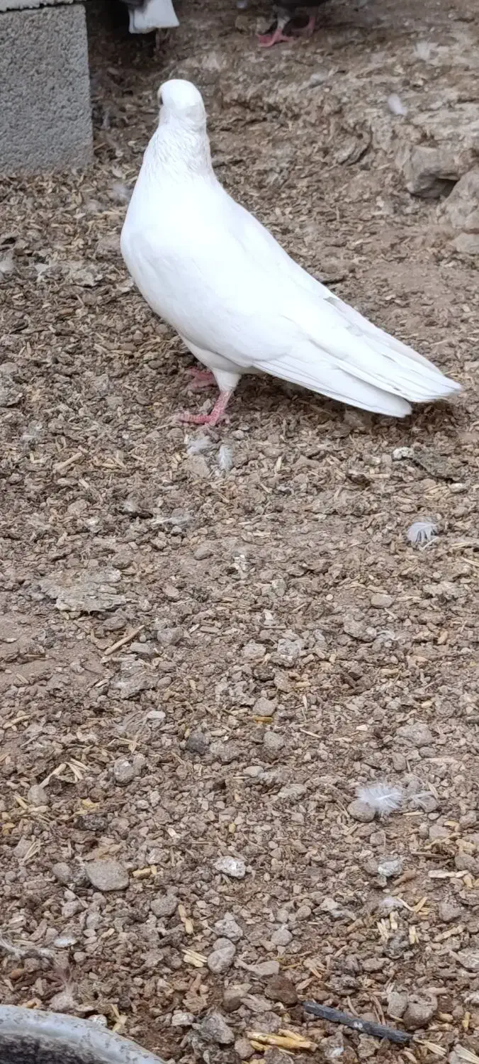 کوهی و سرخ دم سفید|پرنده|رامشیر, |دیوار