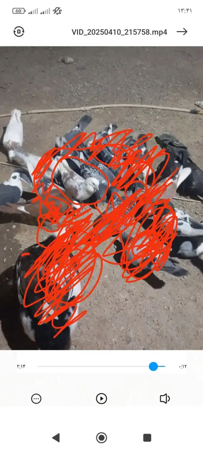 گمشده|حیوانات|کرباسک, |دیوار