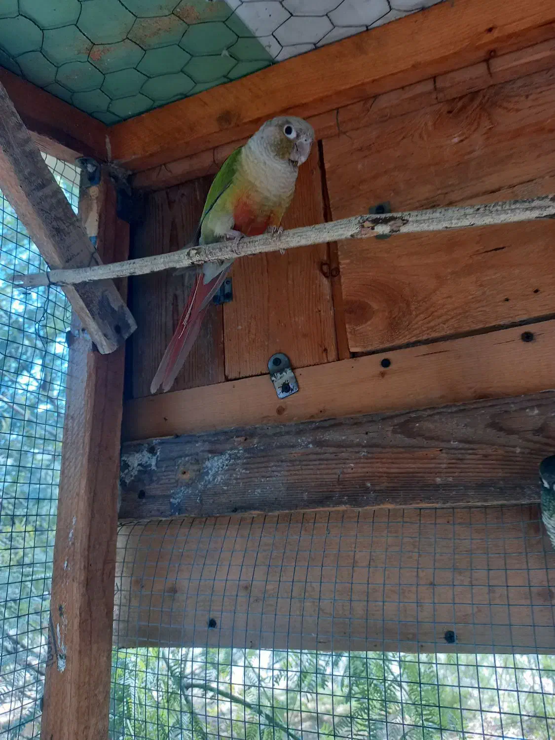 گرینچیک نر|پرنده|بندرعباس, |دیوار