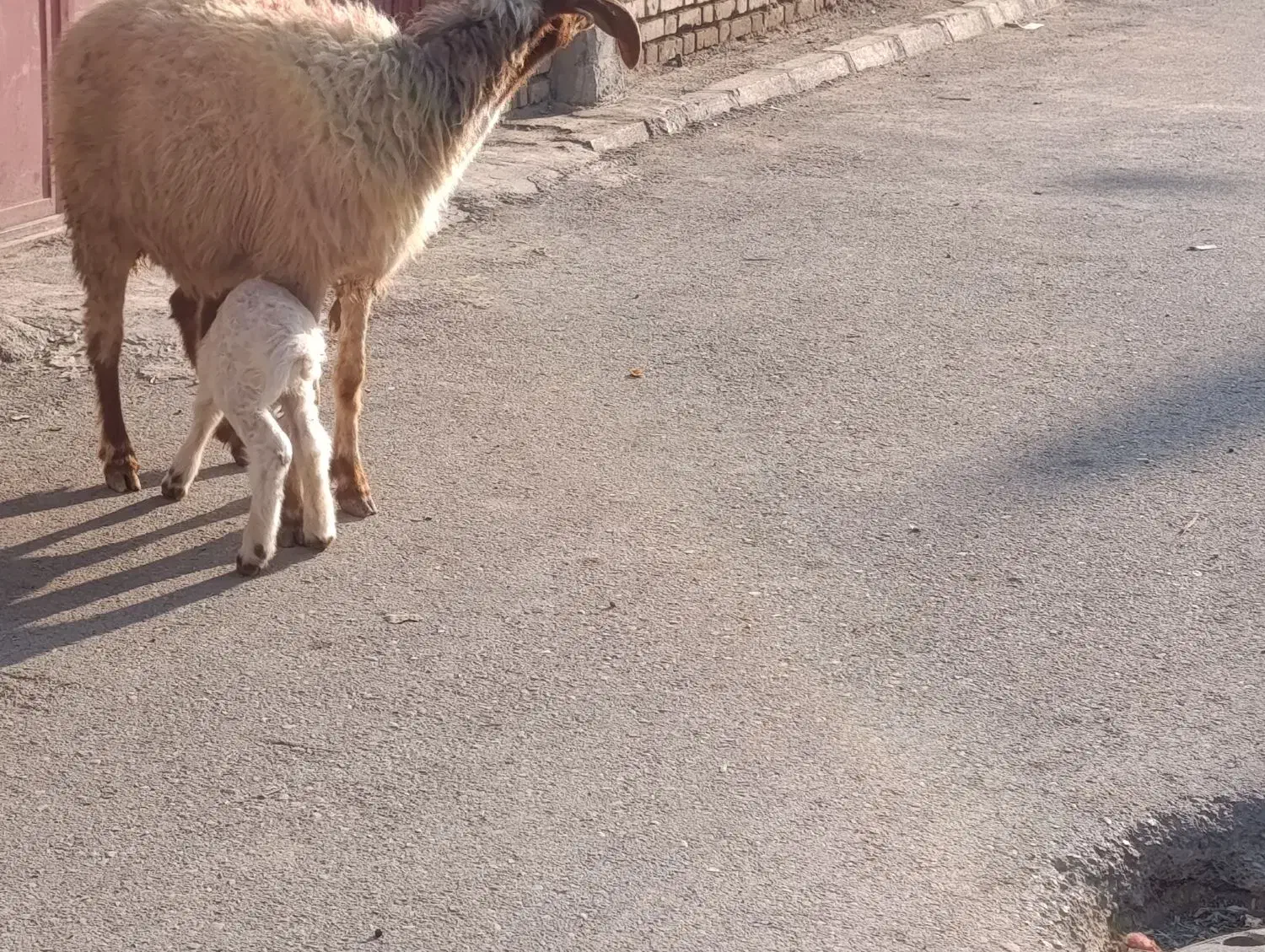 گوسفند عراقی دوعددمطفل برهاشون نر جفتی 430/000/000|حیوانات مزرعه|اهواز, منازل کارون|دیوار