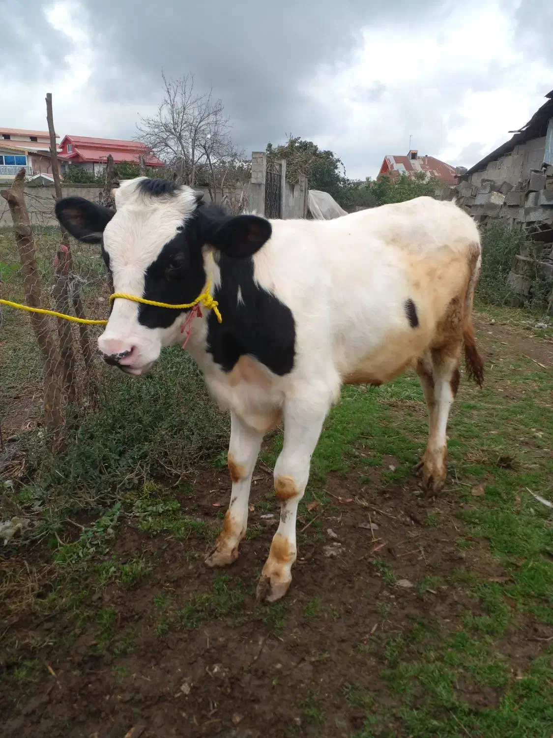 ۲عدد کل نر دورگ اصیل|حیوانات مزرعه|سنگر, |دیوار