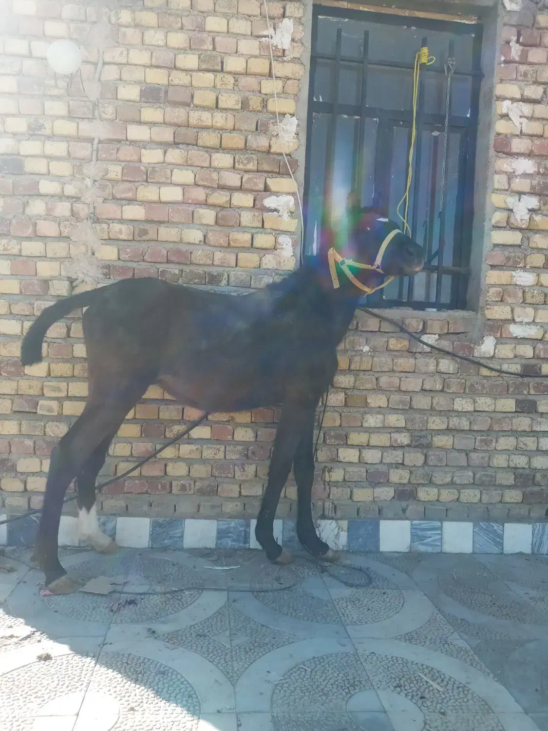 کره شاهان|اسب و تجهیزات اسب‌سواری|کنگاور, |دیوار