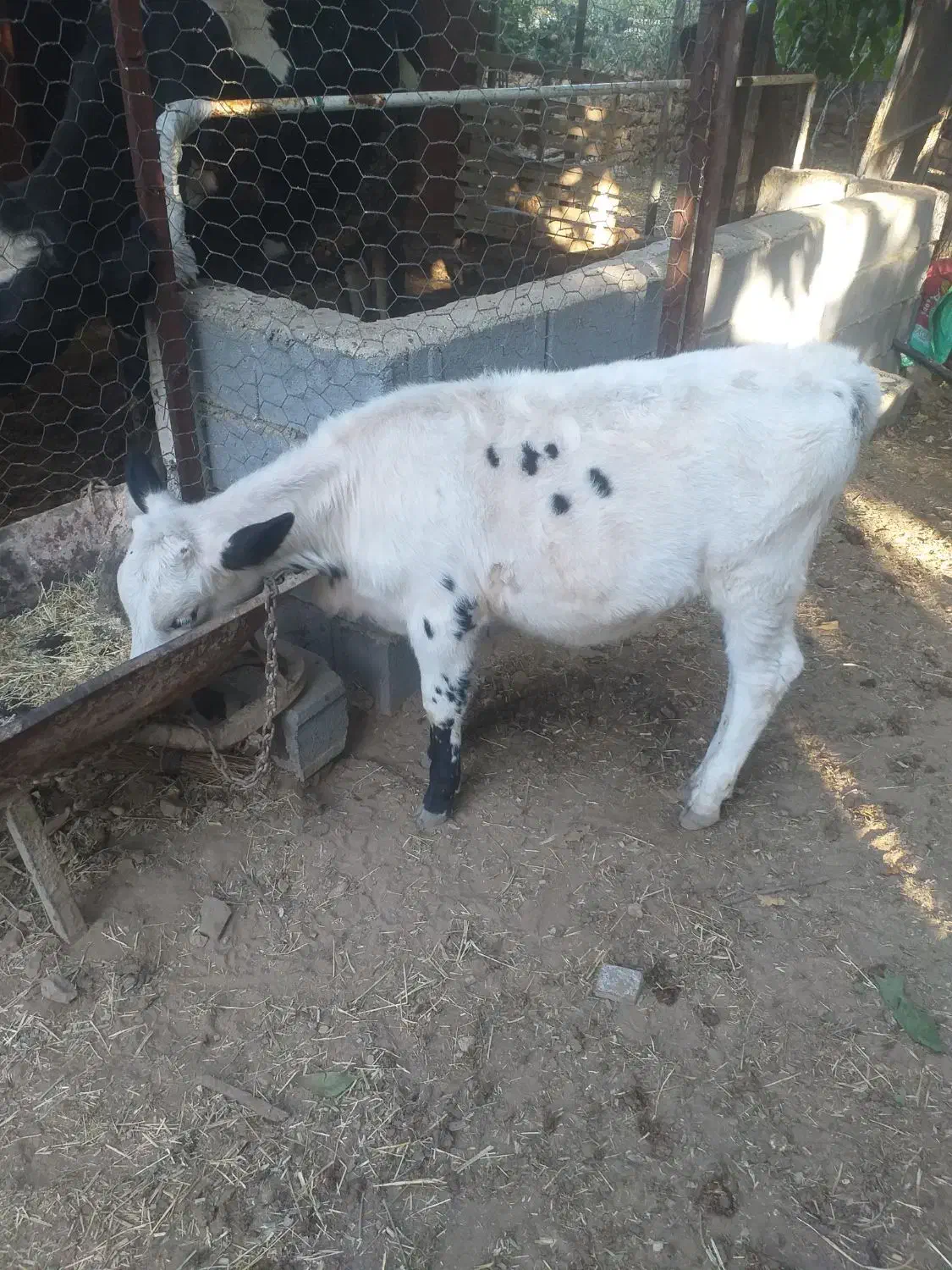 گوساله|حیوانات مزرعه|شیراز, گویم|دیوار