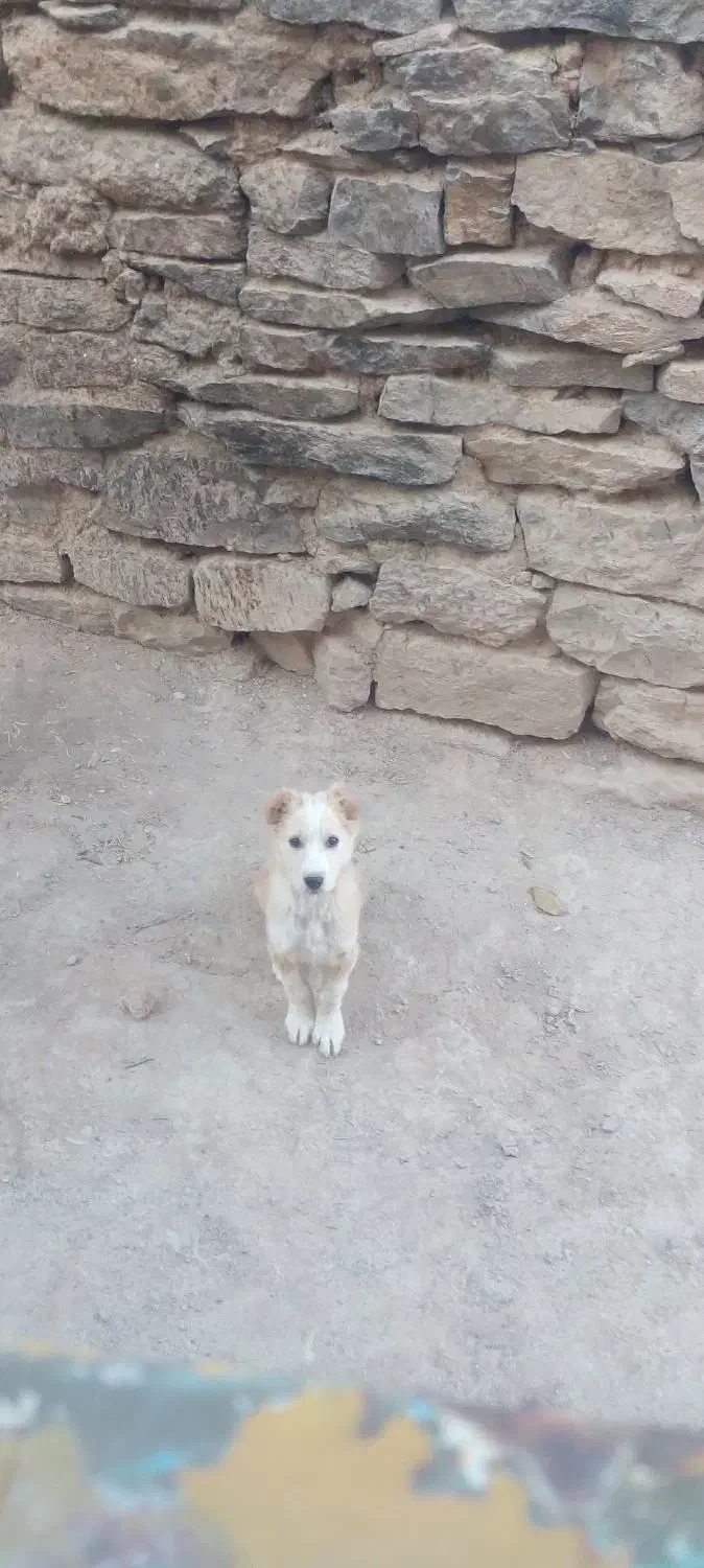 توله دورگ سرابی|سگ|بجنورد, |دیوار