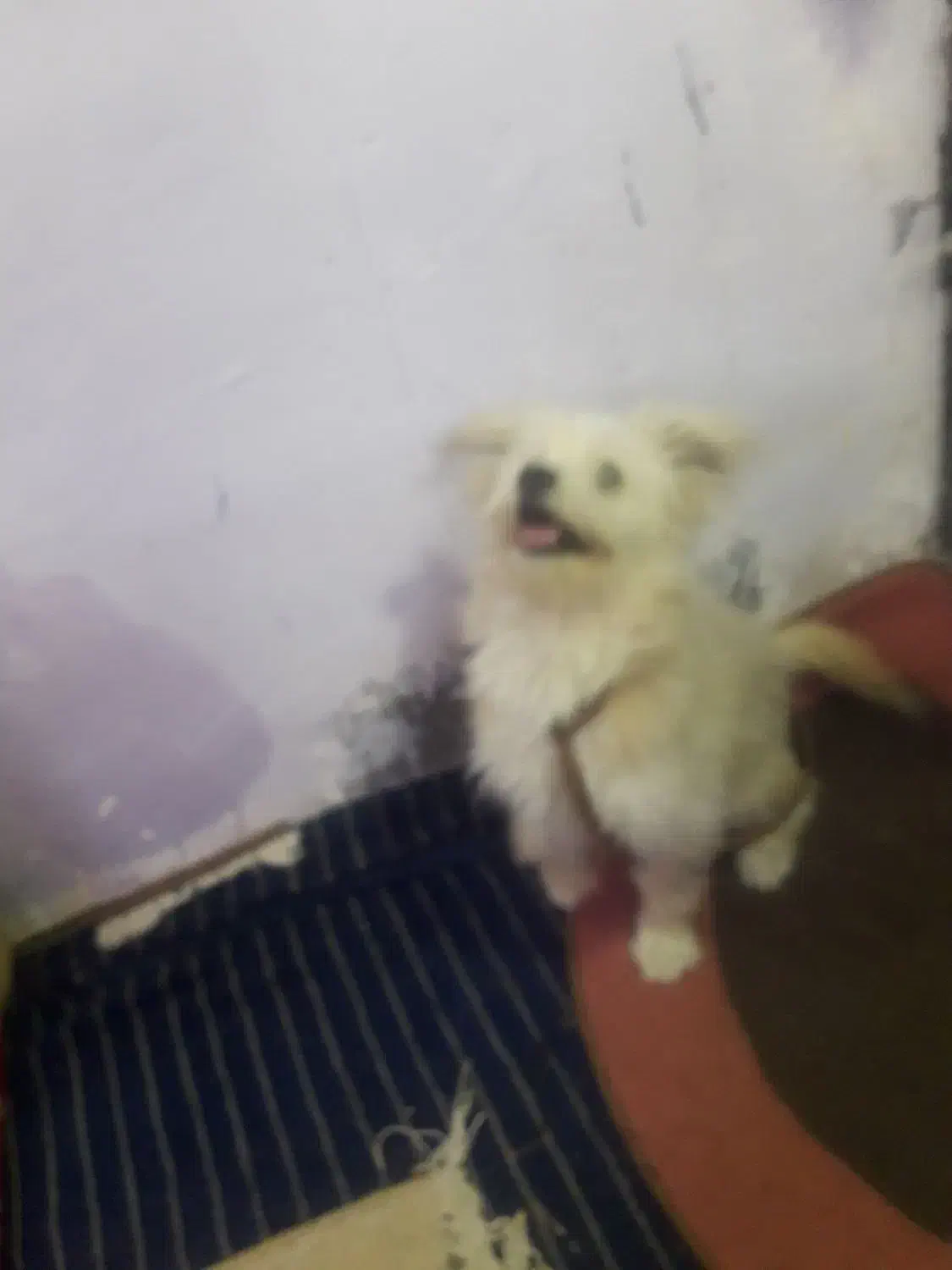 سگ شیتزو|سگ|کرمان, |دیوار