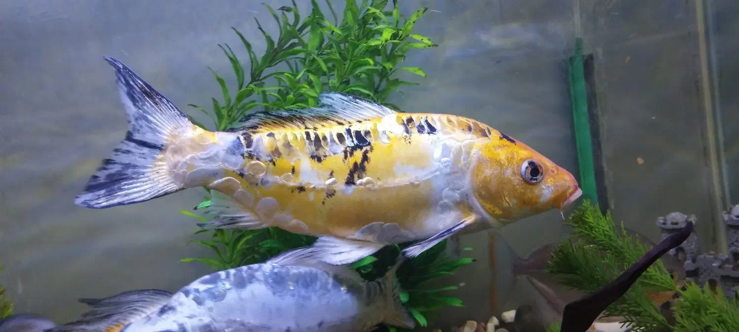 ماهی|ماهی|همدان, |دیوار