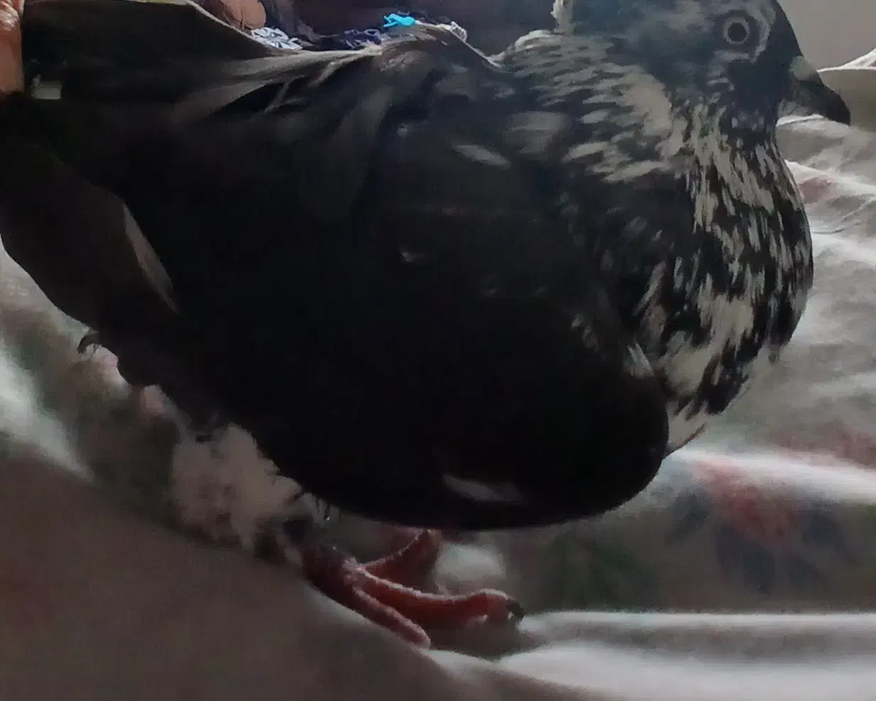 کفتر|پرنده|اصفهان, ارداجی|دیوار