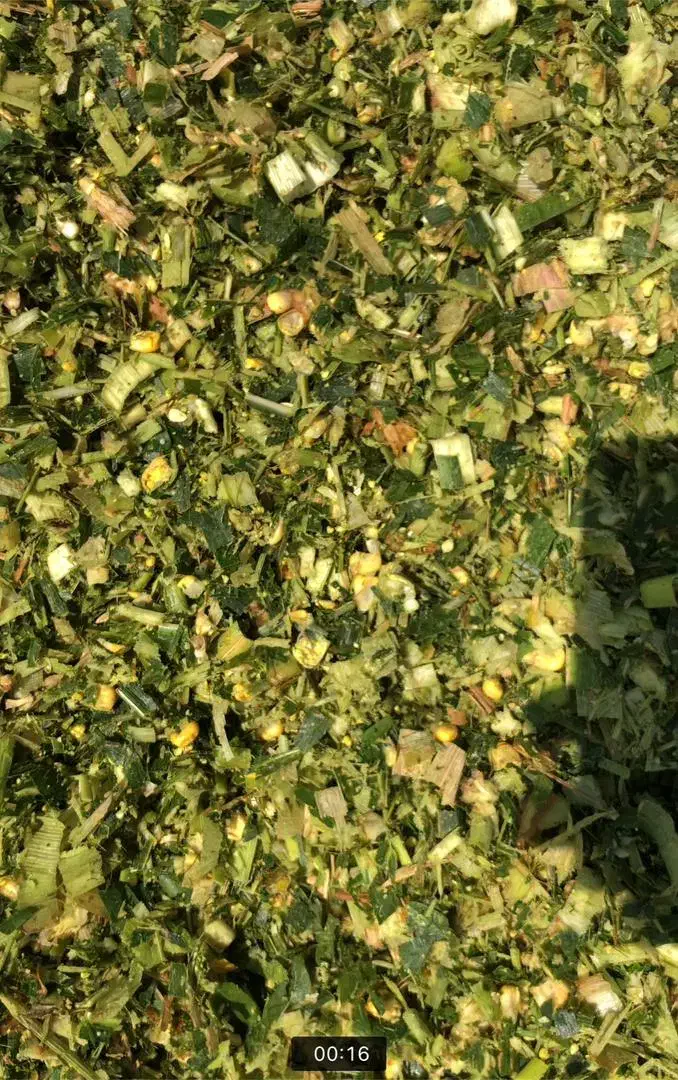 ذرت علوفه پر دانه|عمده‌فروشی|سرپل ذهاب, |دیوار