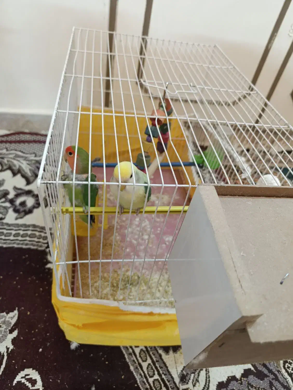 پرنده|پرنده|رضویه, |دیوار