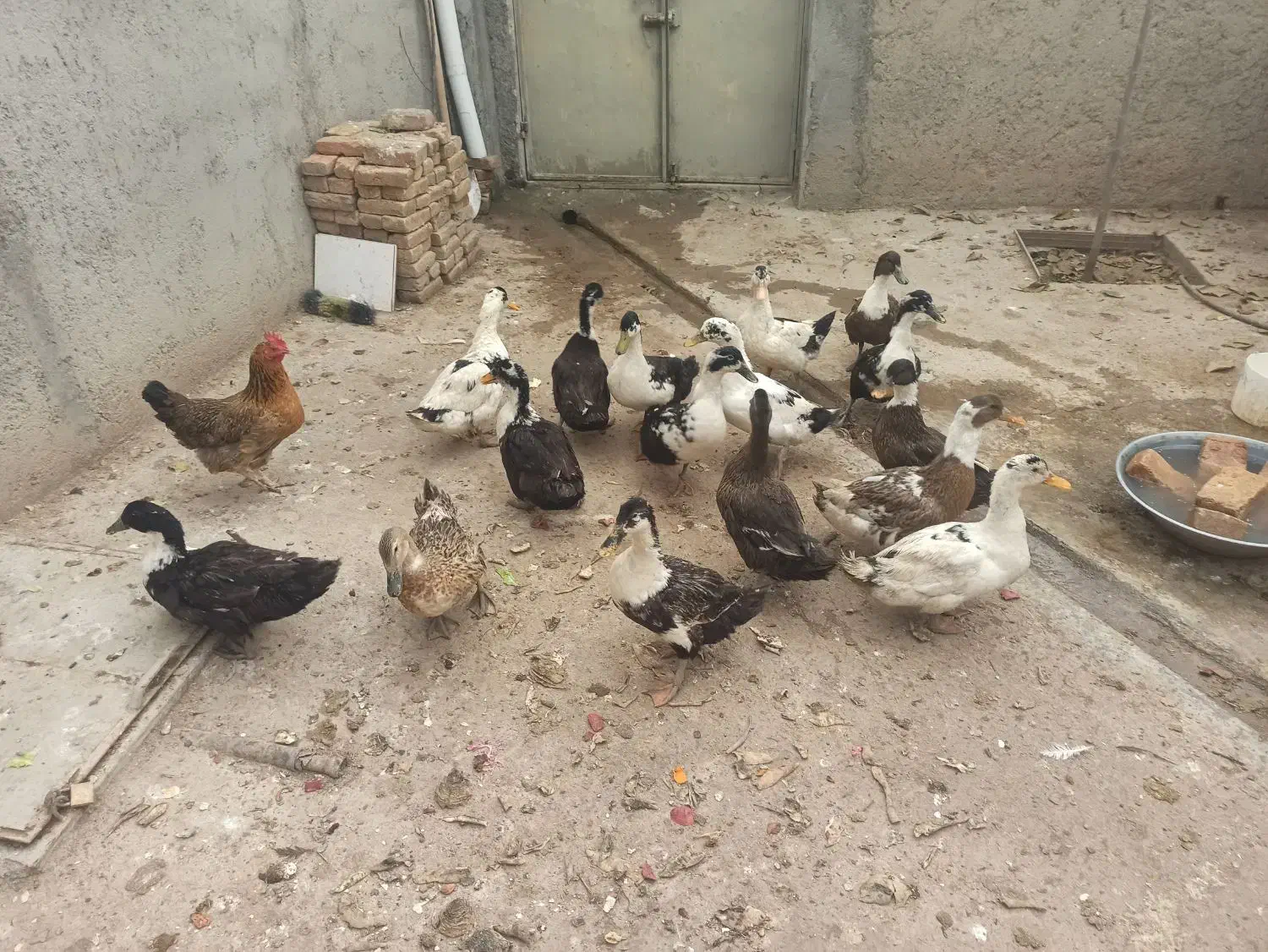 اردکهای خوشگل و تخمگذار 80 عدد|حیوانات مزرعه|شاهین دژ, |دیوار