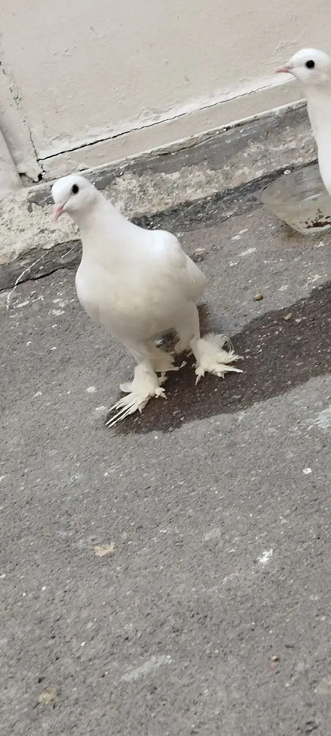 کبوتر لوتی|پرنده|تبریز, |دیوار