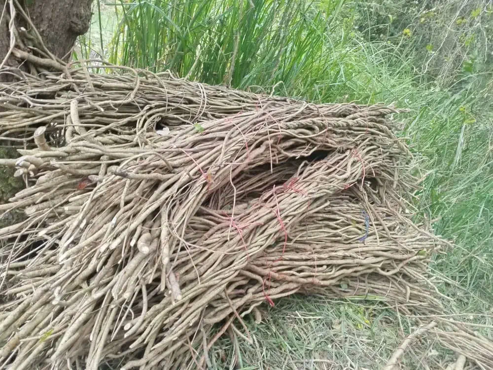 اورجیا سبد بافی|صنایع دستی و سایر لوازم تزئینی|کیاشهر, |دیوار