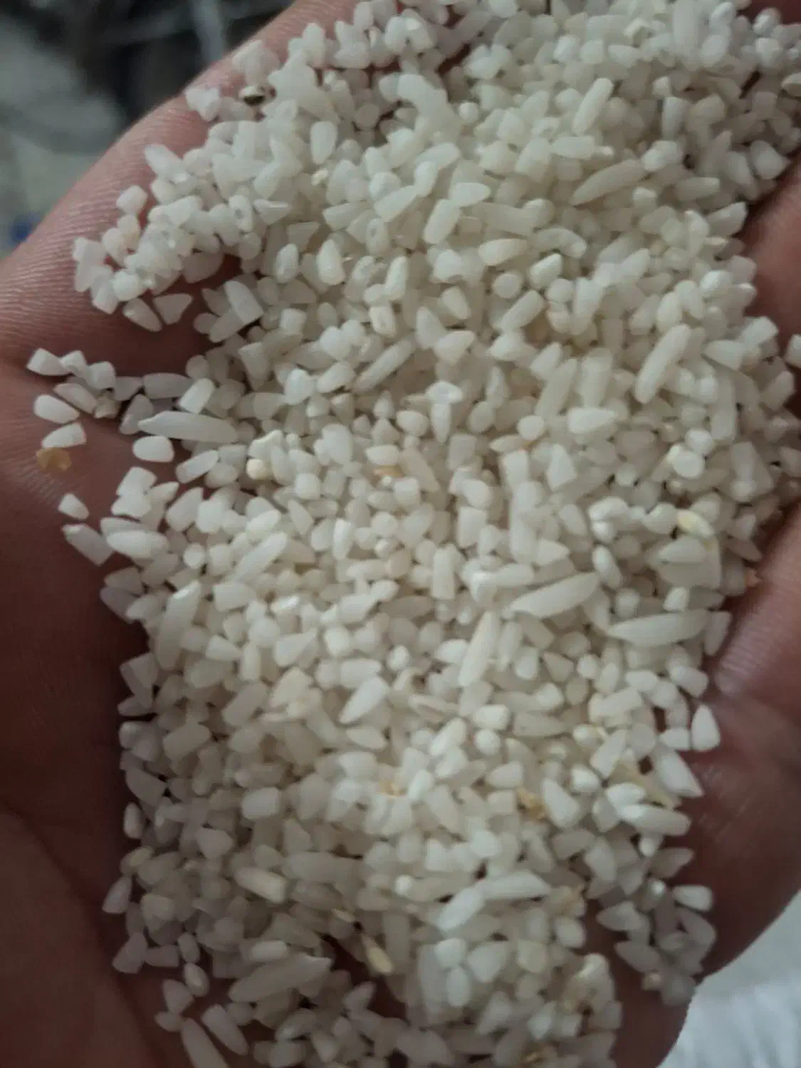 برنج لاشه نیم دانع طارم خوش،پخت|خوردنی و آشامیدنی|ساری, |دیوار