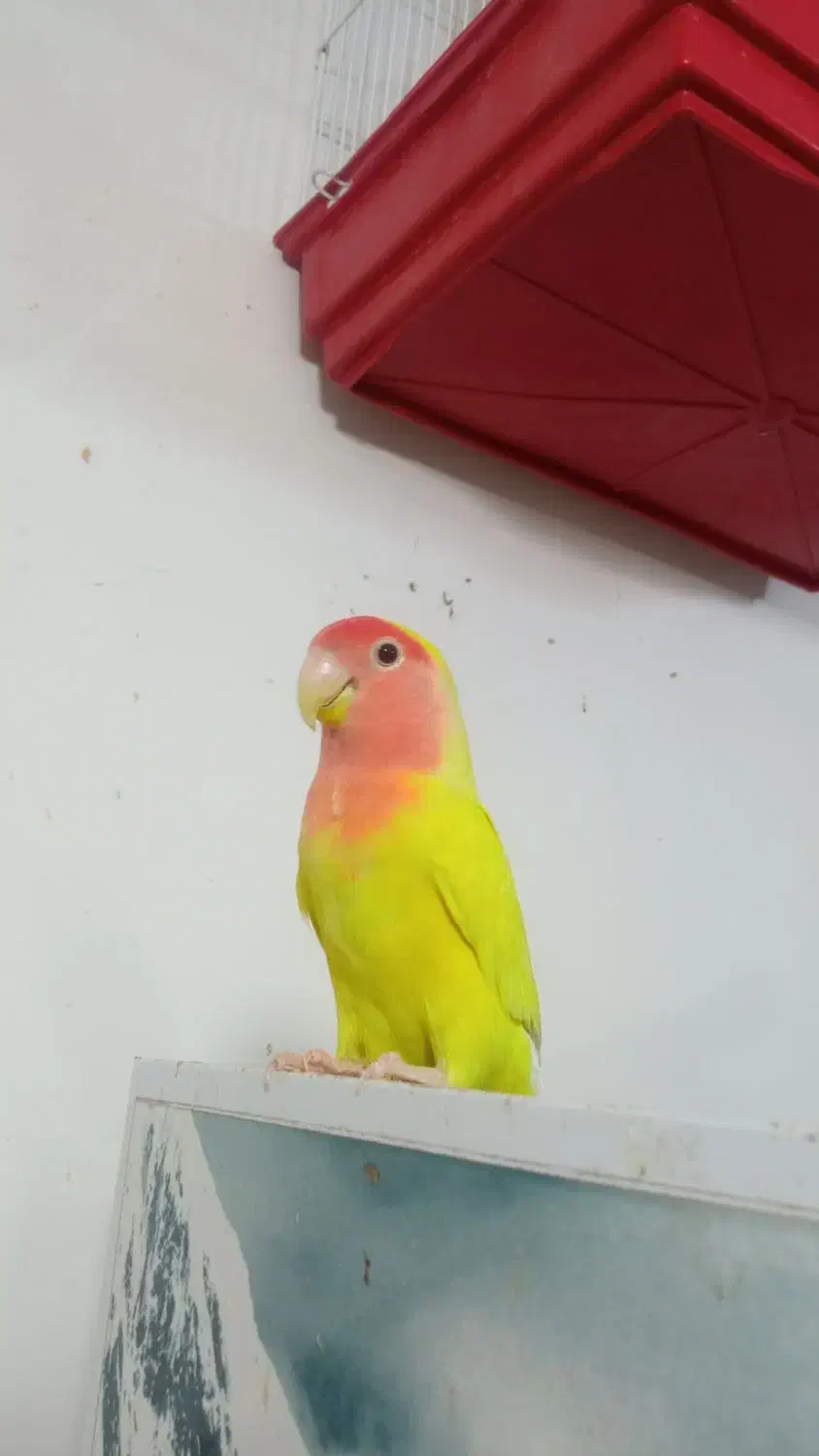 طوطی برزیلی صحیح وسالم|پرنده|بندر ماهشهر, |دیوار