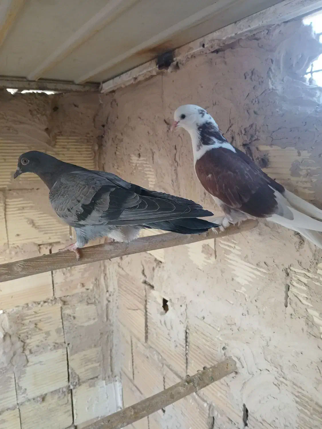 جوجه پشتدار و سبز پیس کاکلی|پرنده|قم, حاج خلیل|دیوار