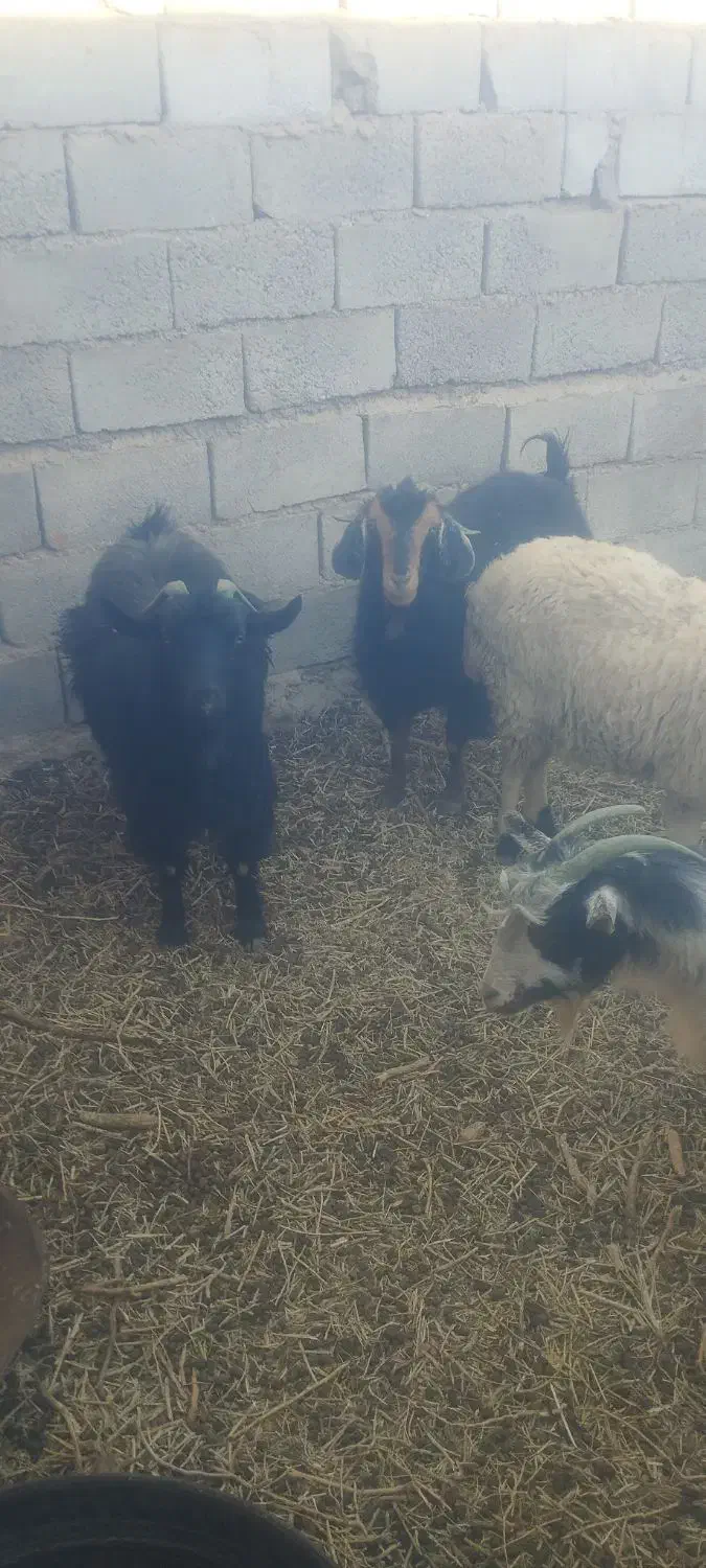 بز جوان ابستن|حیوانات مزرعه|سده (خراسان جنوبی), |دیوار