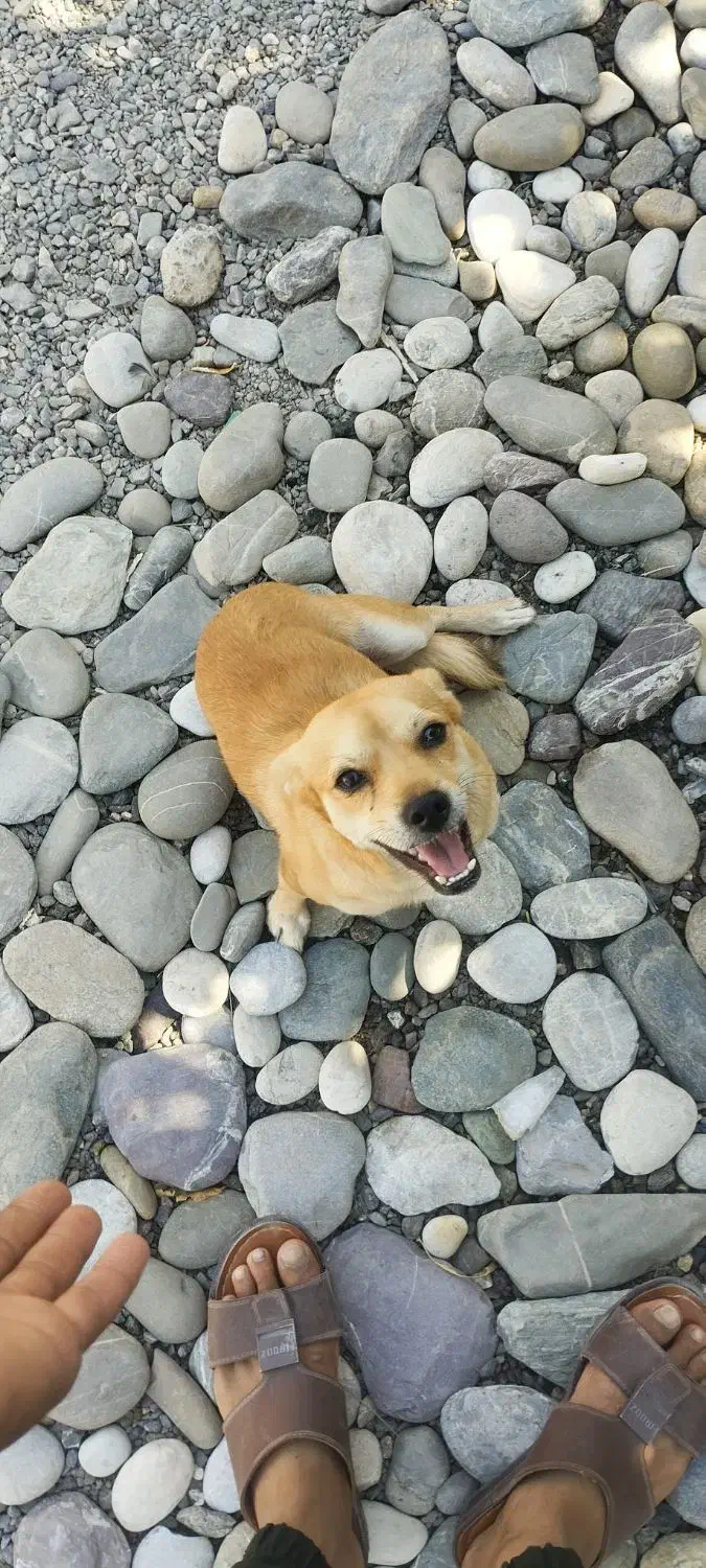 سگ نر|سگ|آسمینون, |دیوار