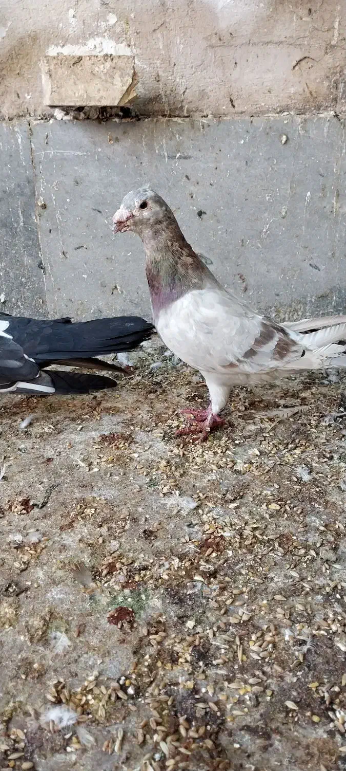 کبوتر دورگ نر مست مست|پرنده|اهواز, اسلام آباد شرقی|دیوار