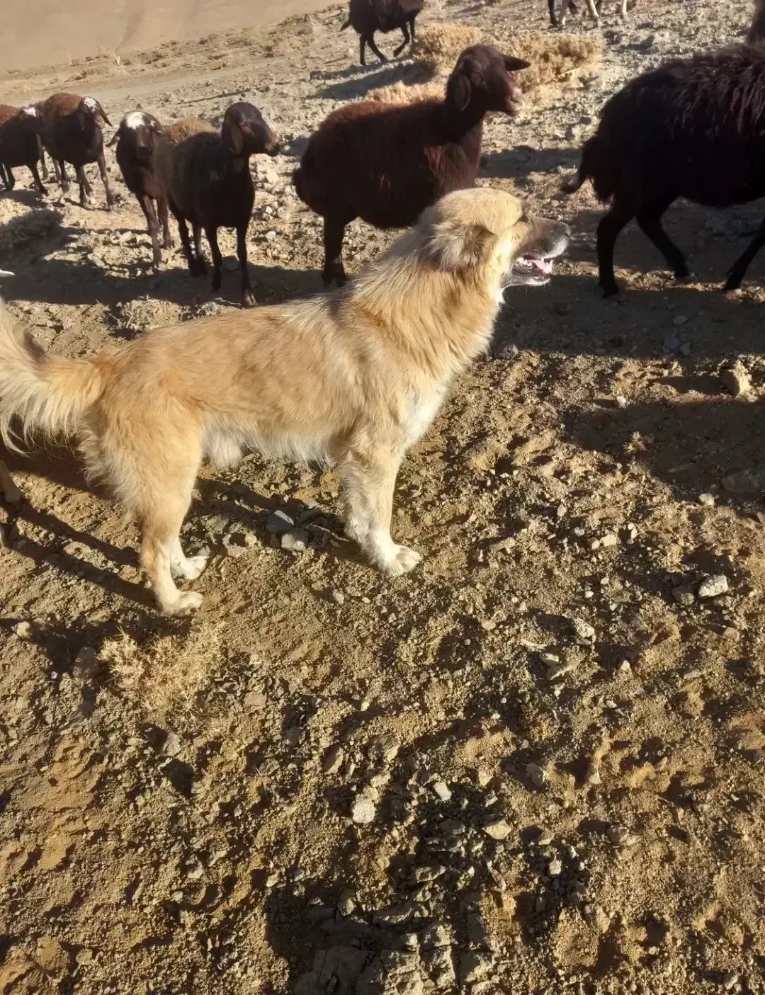 گم شده|سگ|دیواندره, |دیوار