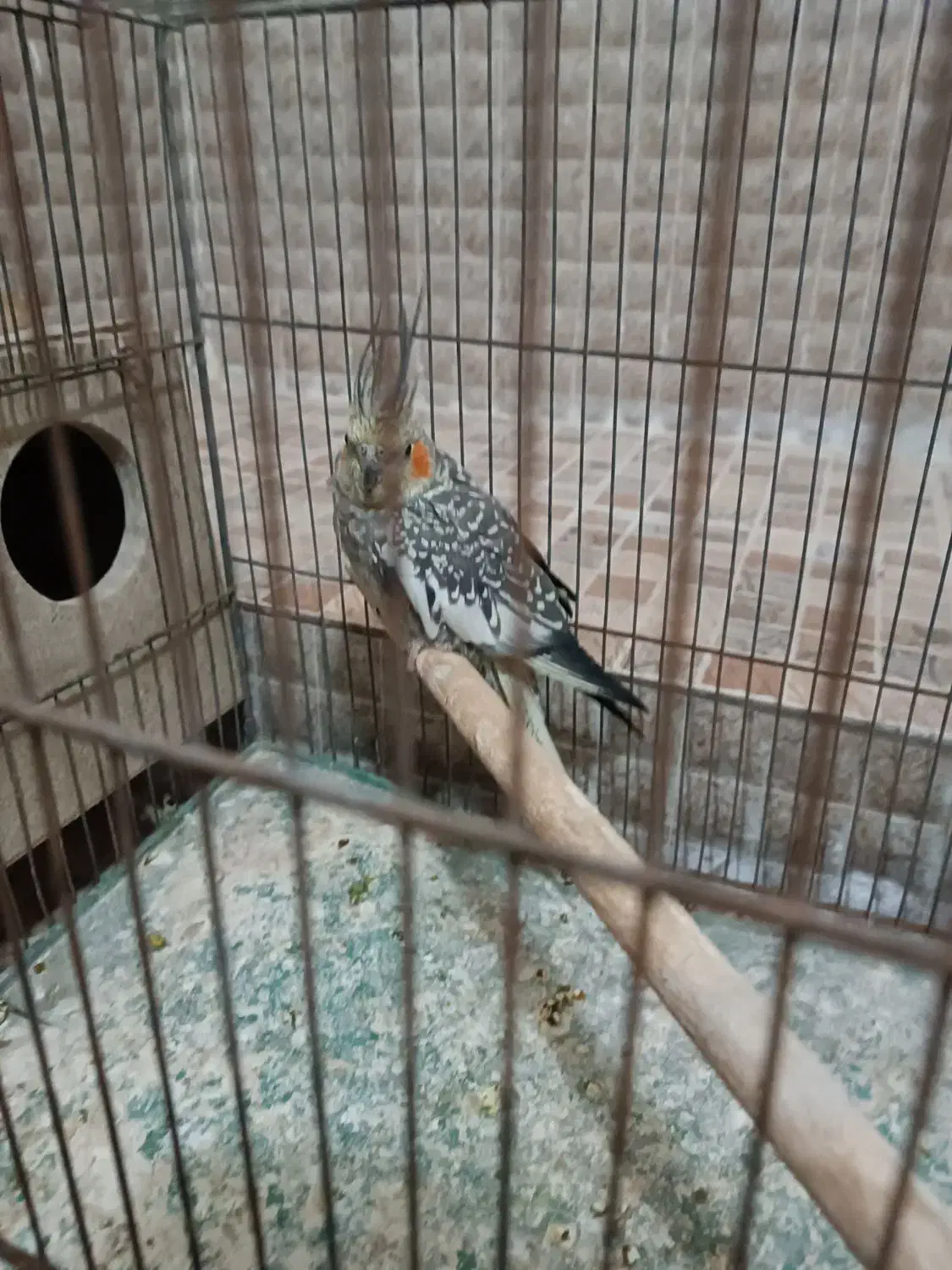 تعدادی عروس هلندی|پرنده|میبد, |دیوار