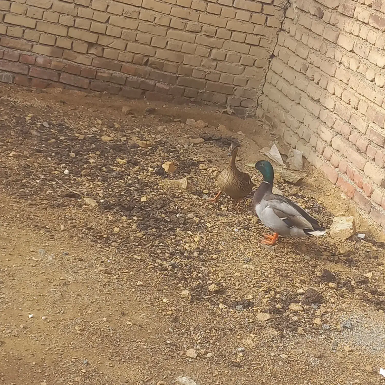 اردک پروازی|حیوانات مزرعه|نقده, |دیوار