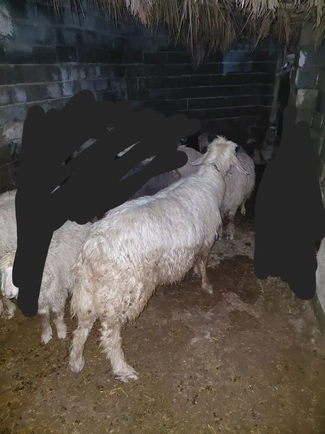 قوچ|حیوانات مزرعه|رامهرمز, |دیوار