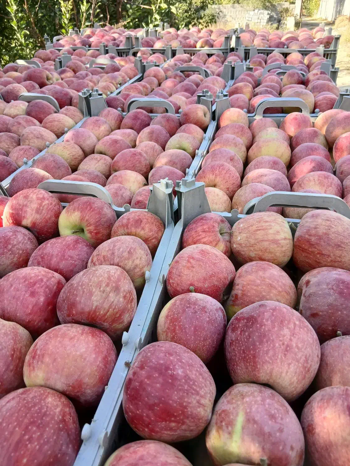 باغ سیب قرمز ۸۰۰متر ۱ ساعت سهم چاه عمیق|فروش زمین و ملک کلنگی|نوشین شهر, |دیوار