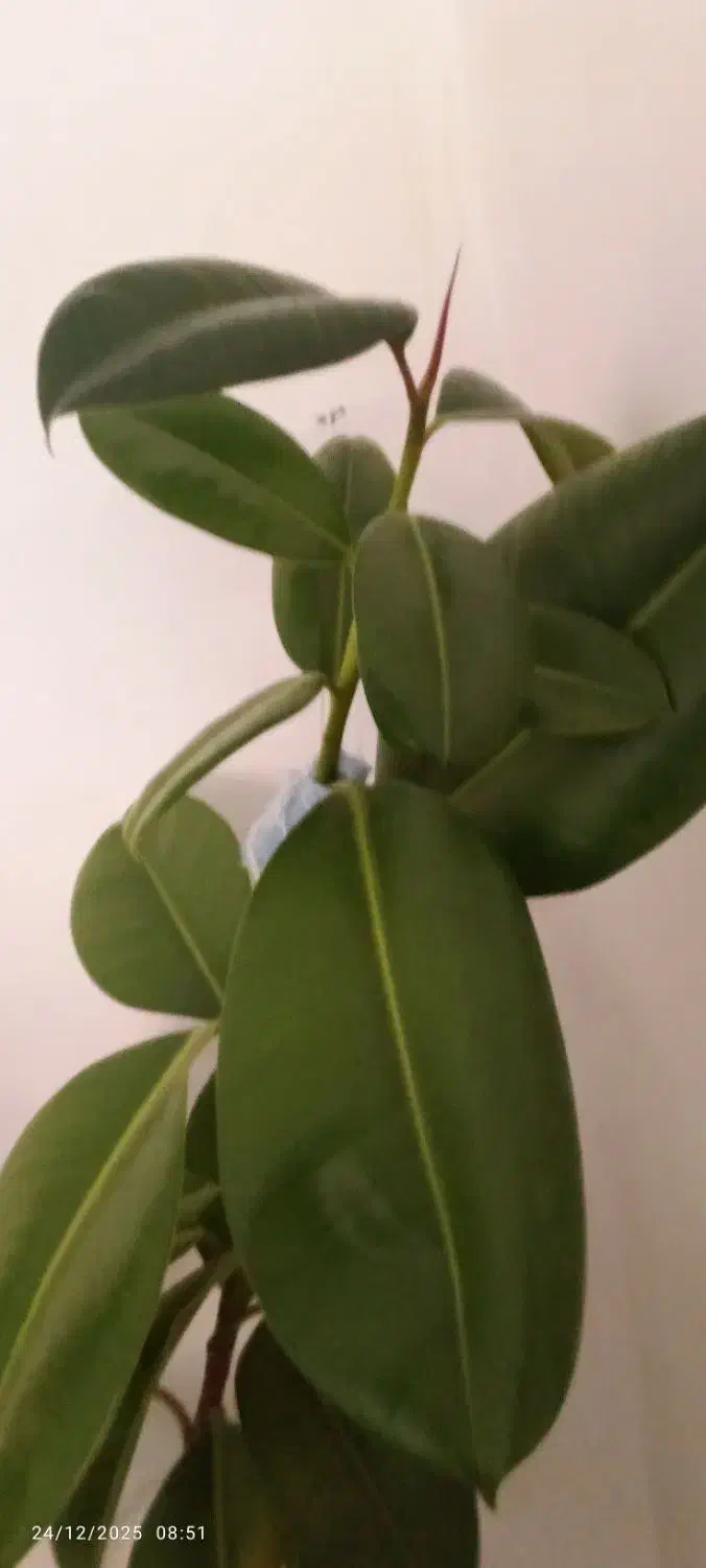 گل زیبا|گل و گیاه طبیعی|کلاترزان, |دیوار