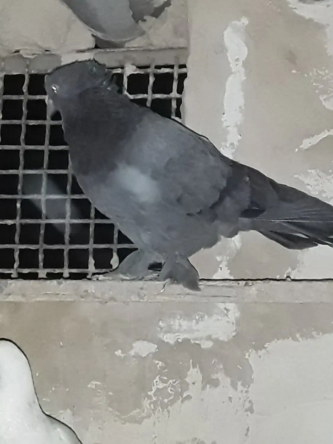 کفتر پرشی|پرنده|قم, زند آباد|دیوار